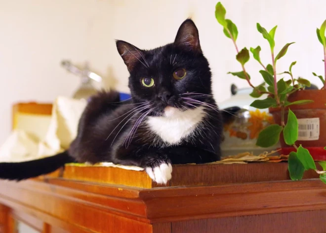 Mans kaķis noveco. Ar ko rēķināties, stāsta veterinārārsts