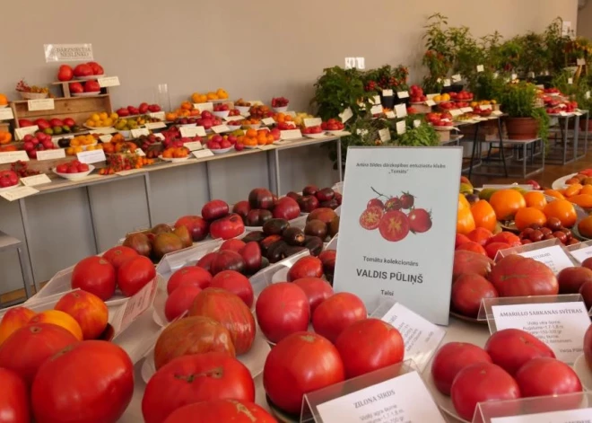 Dabas muzejs aicina uz tomātu izstādi