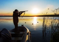 С сегодняшнего дня в Латвии разрешено убивать водоплавающих птиц. Но есть ограничения
