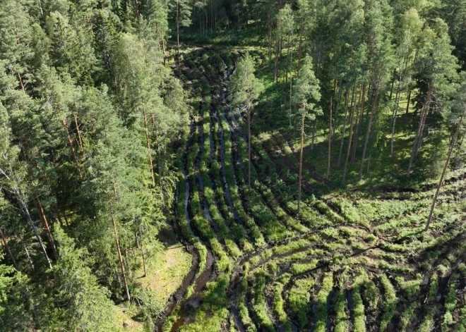 Тонут даже трактора: латвийские леса залило дождем, работать в них все труднее