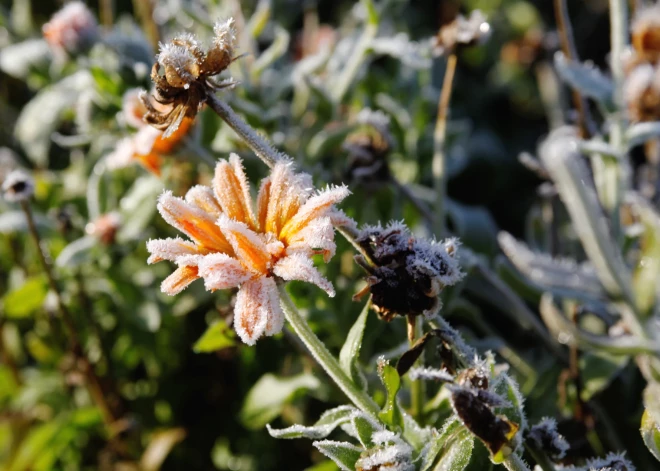 Uzmanību! Šonakt iespējama pirmā rudens salna