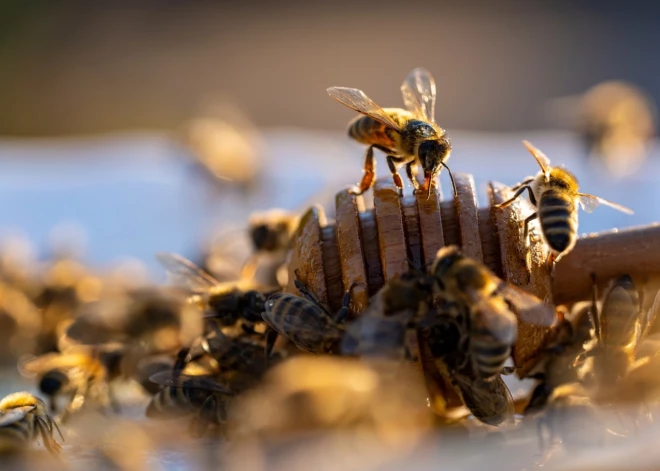 Zinātnieki izstrādā "superēdienu", kas varētu glābt medus bites
