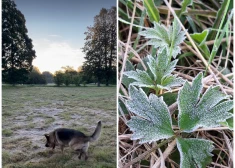"Nav tā kā par agru?!" 21. augustā Latvijā piedzīvota pirmā salna! FOTO, VIDEO