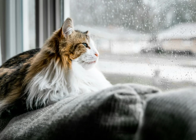 Piektdien gaidāms īslaicīgs lietus