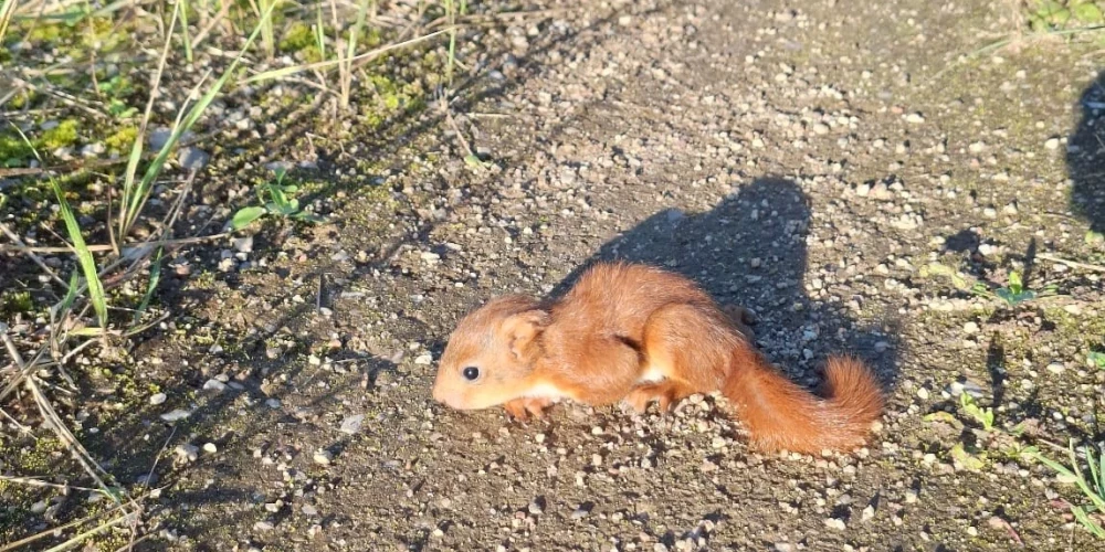 Vita norāda, ka kāda izbijusies vāvermamma viņas priekšā nometa vāverbērniņu.