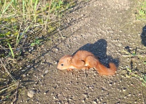 Vita norāda, ka kāda izbijusies vāvermamma viņas priekšā nometa vāverbērniņu.