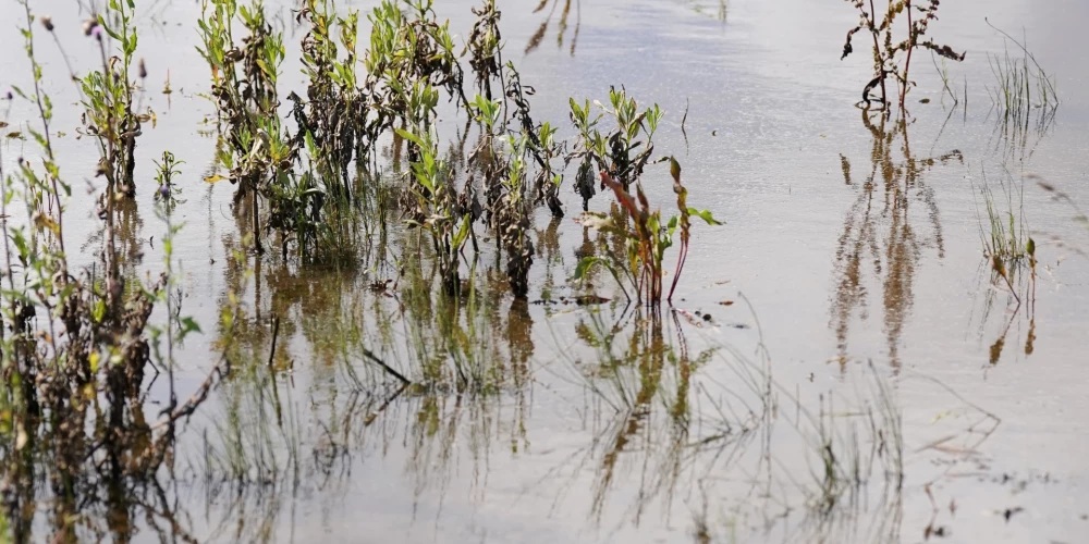 Liels nokrišņu daudzums ir radījis nestandarta situāciju, īpaši vairākos novados, kur lauki ir applūduši un ražu nav iespējams novākt. 