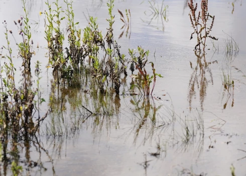 Liels nokrišņu daudzums ir radījis nestandarta situāciju, īpaši vairākos novados, kur lauki ir applūduši un ražu nav iespējams novākt.