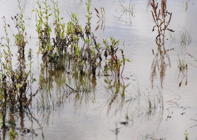 Milzīgas problēmas lauksaimniecībā: lauki applūduši un ražu nav iespējams novākt
