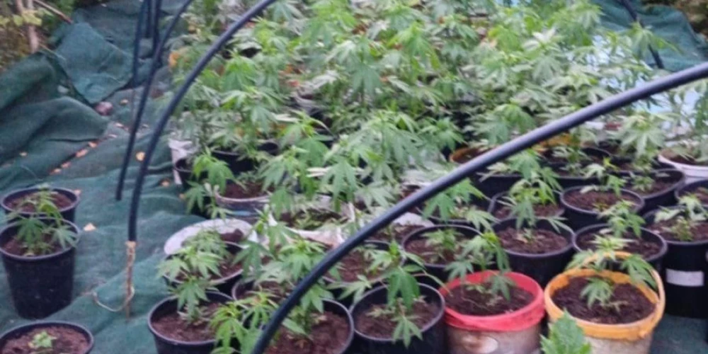 Aizturētajiem "dārzniekiem" draud 10 gadu ilgs cietumsods.