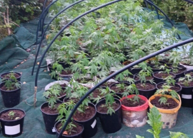 Saldus novadā apturēts marihuānas rūpals - tā īpašniekiem draud pamatīgas nepatikšanas. FOTO