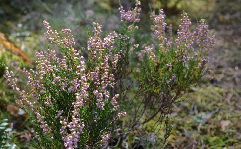 Brīvdienās mežā apmaldījušies vairāki cilvēki