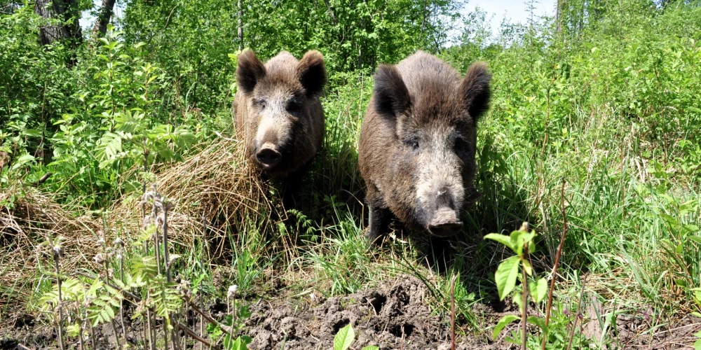 Āfrikas cūku mēris pagājušajā nedēļā konstatēts 29 mežacūkām.
