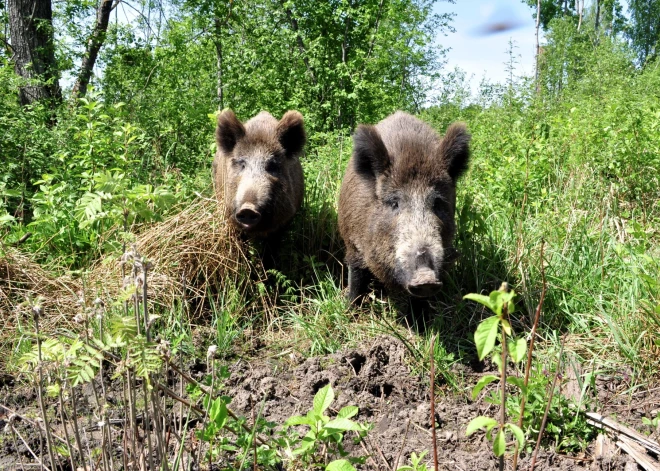 Āfrikas cūku mēris turpina izplatīties – nedēļas laikā saslimušas vēl 29 mežacūkas