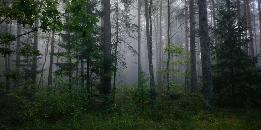 "Jaunā Meža enciklopēdija" ir izglītojošs sabiedrības informēšanas projekts, kura mērķis ir veicināt izpratni par mežā notiekošajiem procesiem un meža ekosistēmas nozīmību klimata pārmaiņu apstākļos. Oriģināli raksti ar izglītojošu un praktisku vērtību, kas aptver gan dabas, gan cilvēku pieredzes, gan meža ilgtspējas un apsaimniekošanas aspektus.