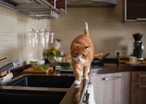 Кот на кухне - не к добру!
