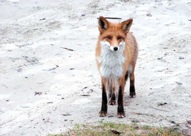 Austrumu pierobežā izkaisīs ēsmas ar vakcīnu pret trakumsērgu