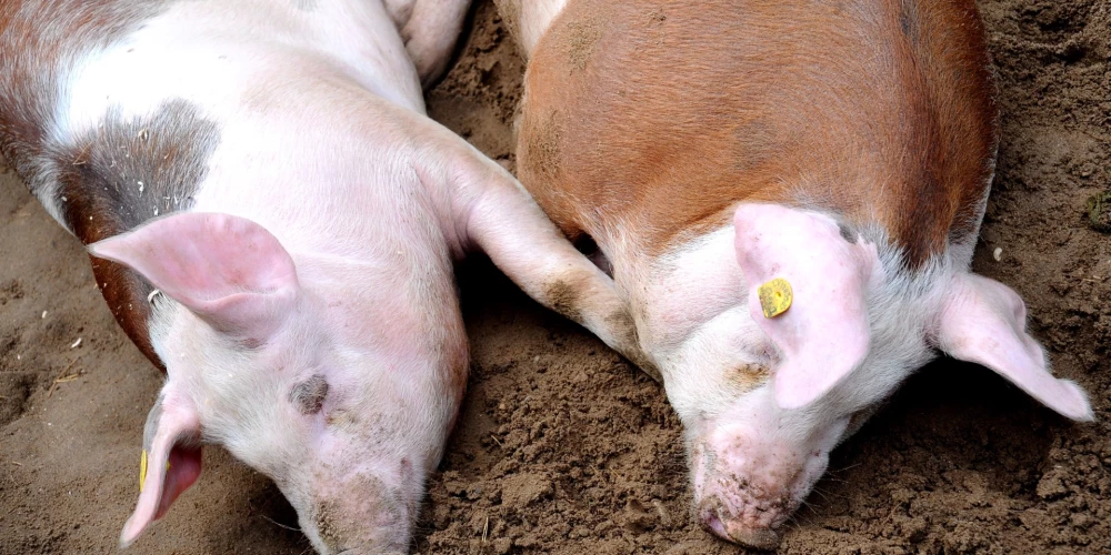 ĀCM ierobežošanai Dāviņu un Vecsaules pagastos noteikta karantīnas aizsardzības zona.