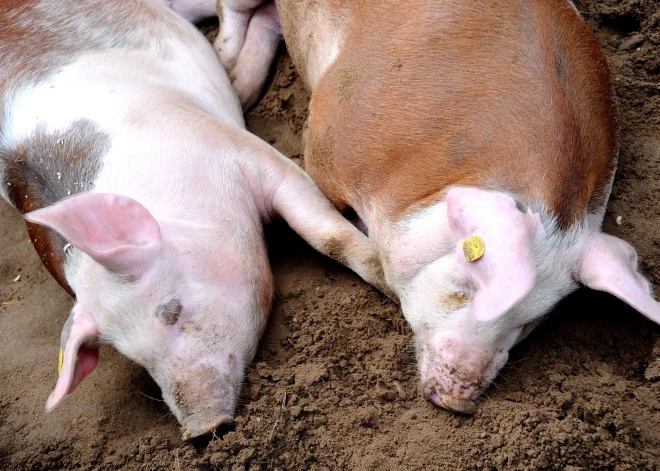 Bauskas novadā noteikta karantīna Āfrikas cūku mēra dēļ