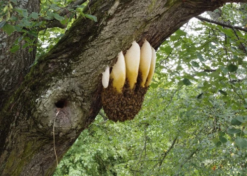 Bišu spietošana Botāniskajā dārzā – vai patiešām tā ir lāča ķepa?