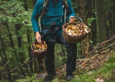 Deviņi jautājumi par sēnēm. Un atbildes, kas pārsteigs pat rūdītākos sēņotājus