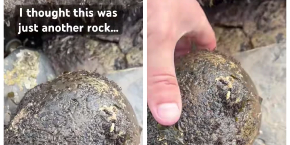 Liams, kurš “TikTok” ir pazīstams ar vārdu “forgottenfossils”, apgalvo, ka viņam izdevās atklāt kaut ko patiešām izcilu pludmalē Vitbijā, Anglijā.