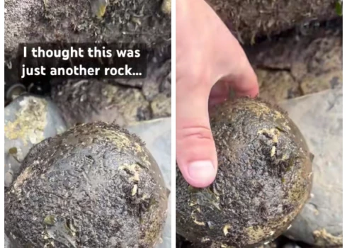 Liams, kurš “TikTok” ir pazīstams ar vārdu “forgottenfossils”, apgalvo, ka viņam izdevās atklāt kaut ko patiešām izcilu pludmalē Vitbijā, Anglijā.