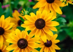 Rudbekija - puķe, kas rudenī aizstāj sauli