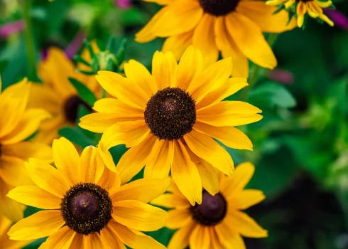 Rudbekijas