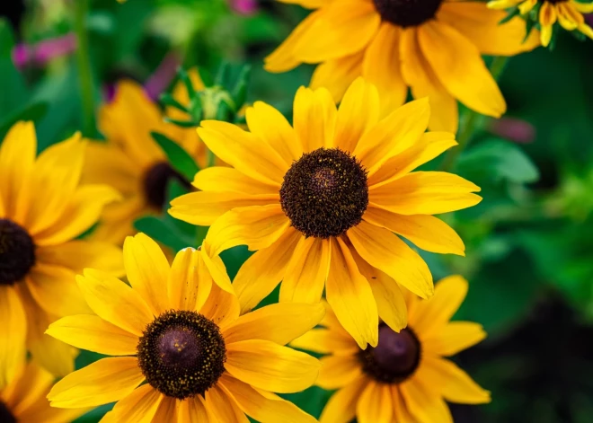 Rudbekija - puķe, kas rudenī aizstāj sauli