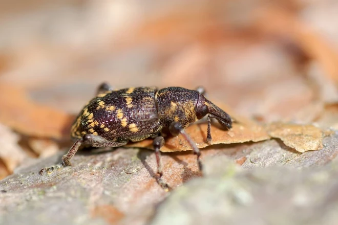 Lielais priežu smecernieks