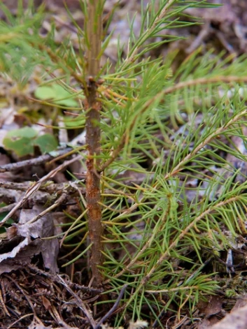Lielā priežu smecernieka bojājums