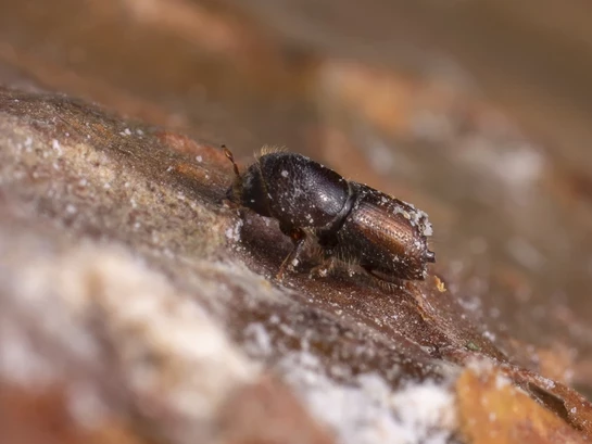 Galotņu sešzobu mizgrauzis