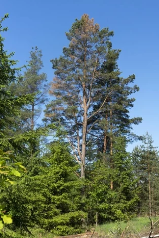 Galotņu sešzobu mizgrauža invadēta priede