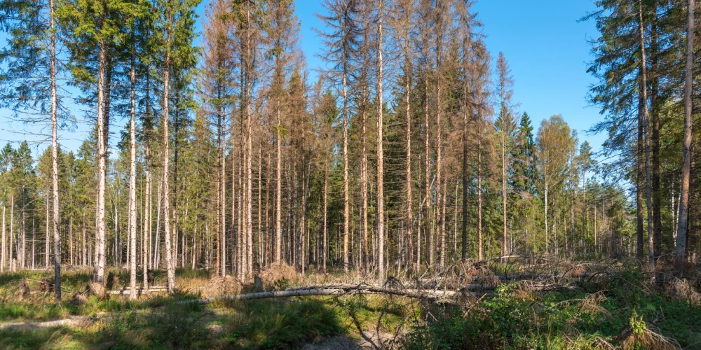 Egļu astoņzobu mizgrauža invadēta audze