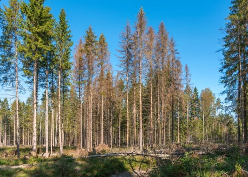 Egļu astoņzobu mizgrauža invadēta audze