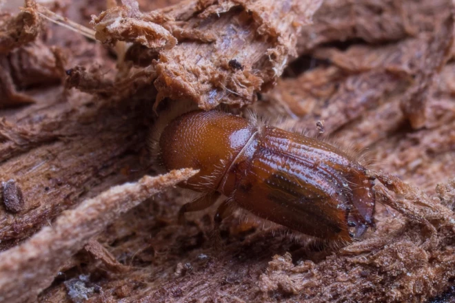 Egļu astoņzobu mizgrauža jaunā vabole