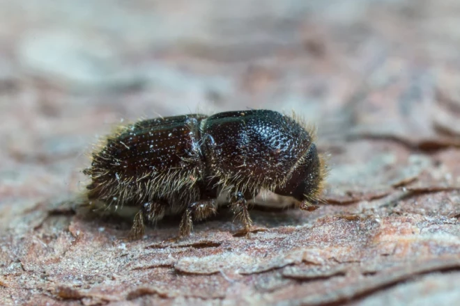 Egļu astoņzobu mizgrauzis