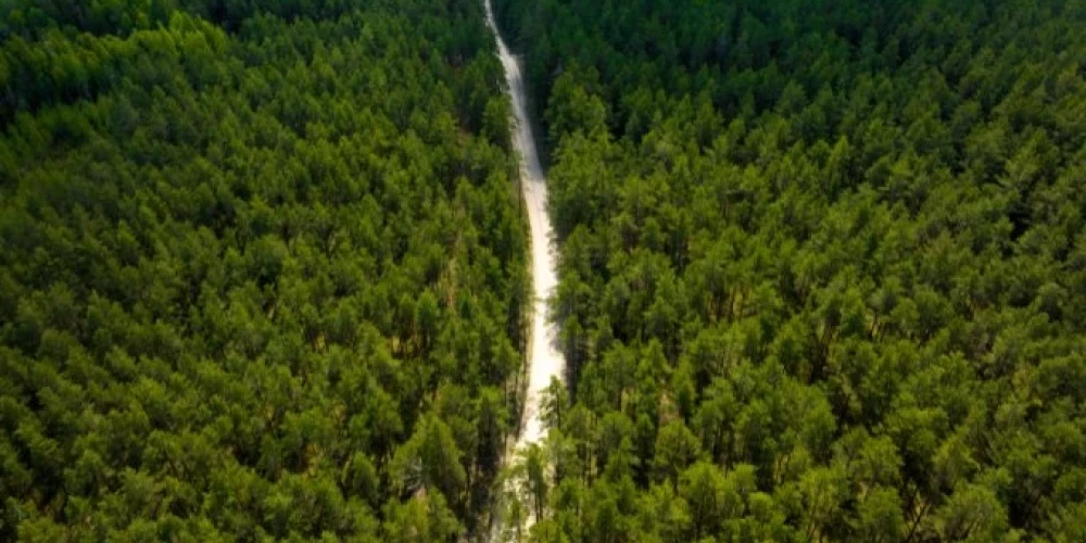 Apstiprināti AS “Latvijas valsts meži” pirmā pusgada darbības rādītāji. 