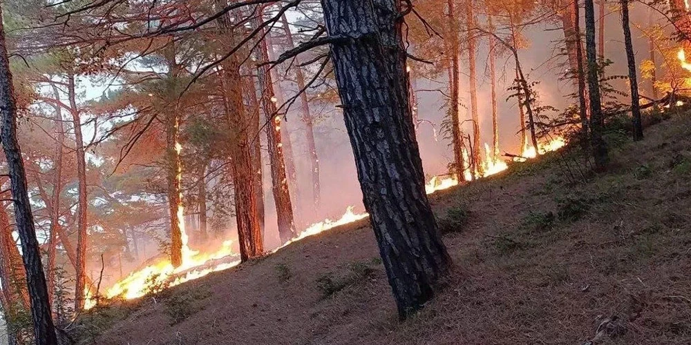 Meža ugunsgrēks, kas plosās netālu no Krinicas ciema.