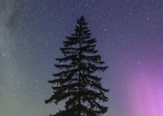 Причиной вырубки ели стало освобождение сельскохозяйственной земли.