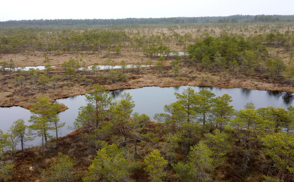 Purvu appludināšana - efektīva taktika, lai atvairītu militāru uzbrukumu?