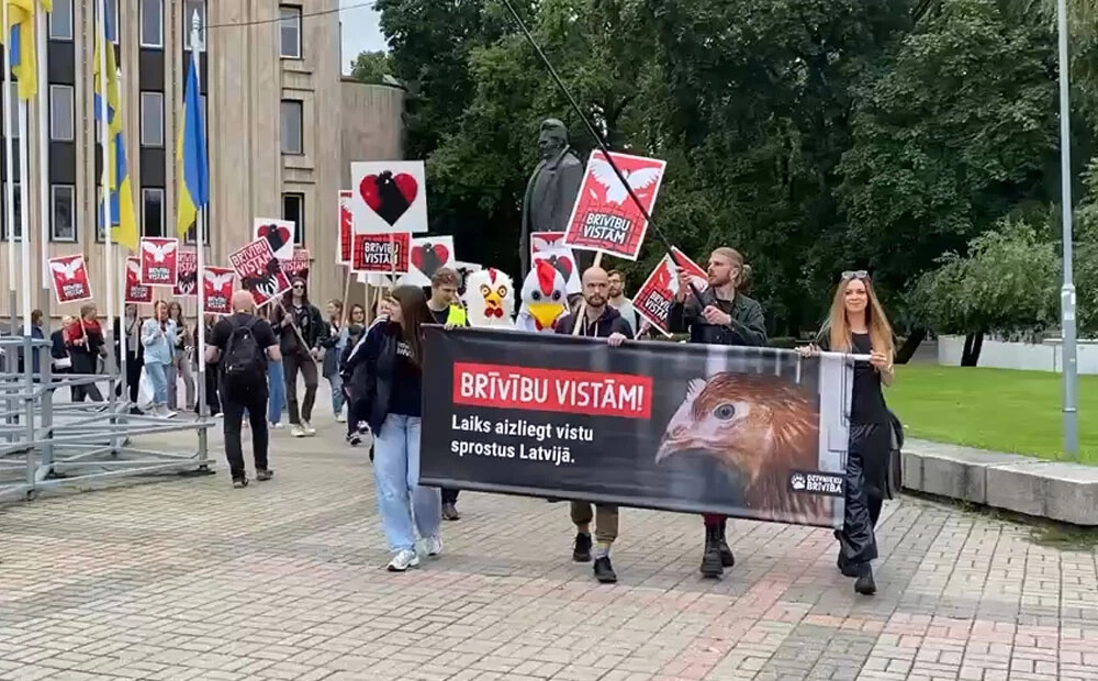 "Brīvību vistām!" Aktīvisti dodas protesta gājienā un aicina Latvijā aizliegt dējējvistu turēšanu sprostu sistēmās
