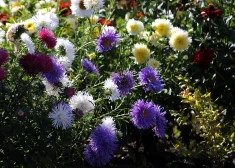 Vilis Bukšs iezīmē rudens scenāriju.