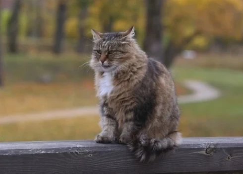 Kādam viņš ir vismīļākais kaķis pasaulē