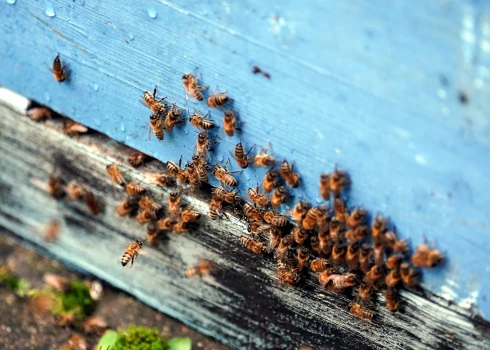 Sezona ir gandrīz noslēgusies un laikapstākļi biškopjiem visu vasaru bijuši nelabvēlīgi. 