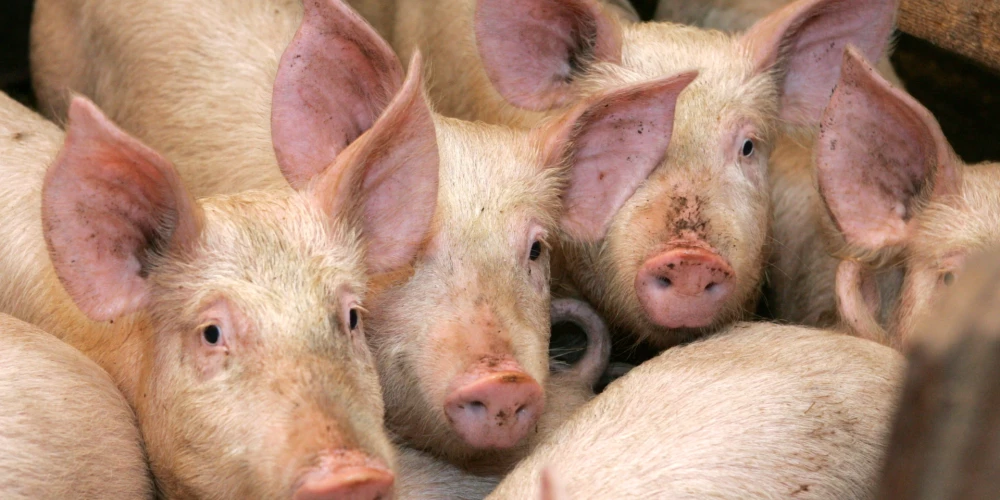 ĀCM konstatēts Ogres novadā "Baltic Pork" cūku novietnē ar 20 000 cūku.