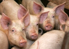 ĀCM konstatēts Ogres novadā "Baltic Pork" cūku novietnē ar 20 000 cūku