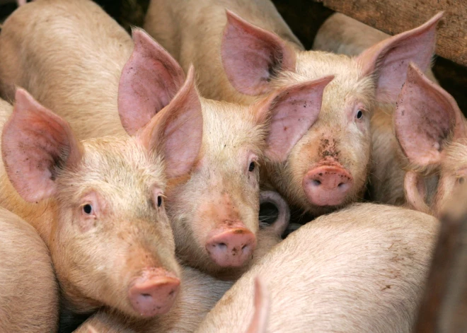 ĀCM konstatēts Ogres novadā "Baltic Pork" cūku novietnē ar 20 000 cūku