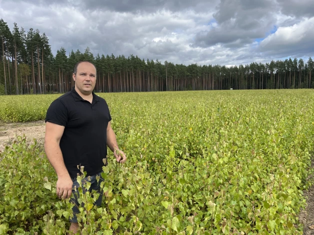 LVM stādu audzētavas “Podiņi” vadītājs Artūrs Plešs pie bērzu stādiem. Turpat blakus ir platība, kurā tikai nedēļu vēlāk stādīti bērziņi ir uz pusi mazāki; tā ir lietavu ietekme.